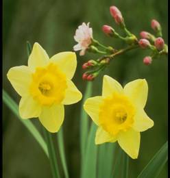 daffodils